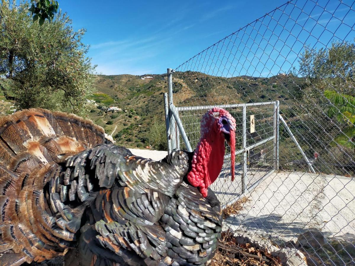 Dom wakacyjny Paraje El Pozo Malaga