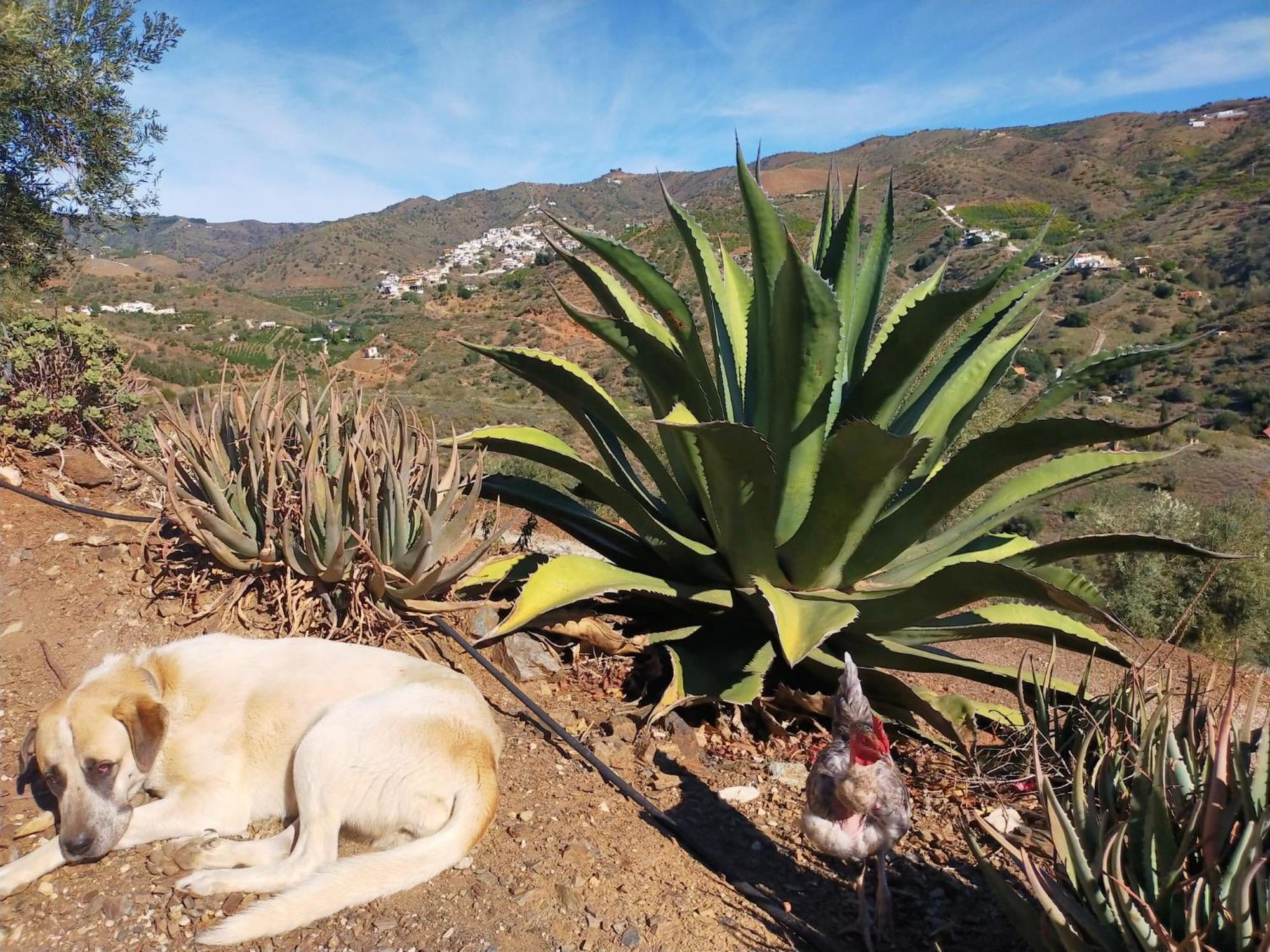 Dom wakacyjny Paraje El Pozo *
